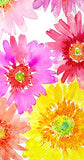 Boston International - Paper Guest Towel 16 Count - Gerberas