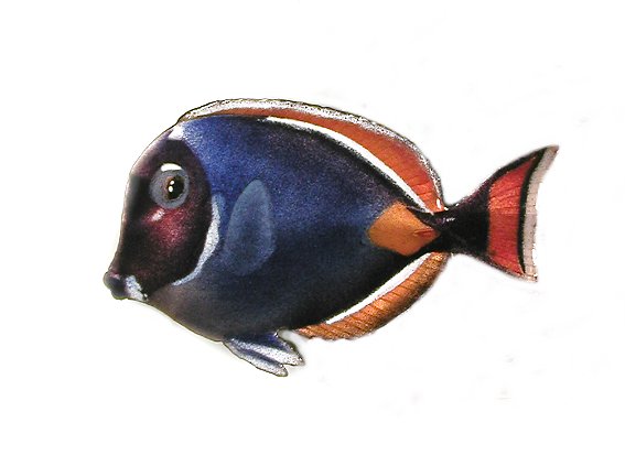 Bovano - Wall Sculpture - Achilles Tang