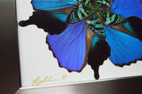 Eydelia - Butterfly Wing Wall Art - Flower - Blue & Plum