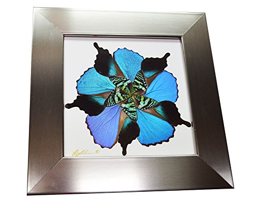 Eydelia - Butterfly Wing Wall Art - Flower - Blue & Plum