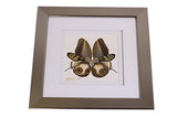 Eydelia - Butterfly Wing Wall Art - Butterfly - Brown