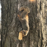 GC - C&S Nut'n Sweet Corn Squirrelog, Single Pack Refill