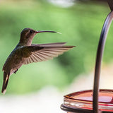 Couronne - Hummble Slim Hummingbird Feeder - Red