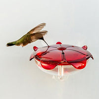 Droll Yankees RS-3WC FBA_RS-3WC Hummingbird Feeder, Window Mounted Outdoor Fe, 5 oz, Ruby/Clear