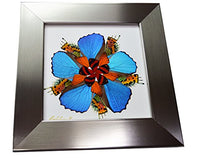 Eydelia - Butterfly Wing Wall Art - Marigold - Orange & Blue