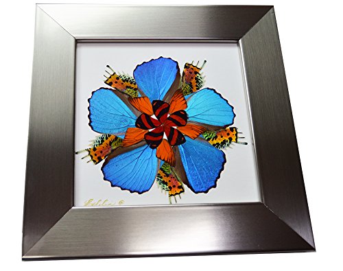 Eydelia - Butterfly Wing Wall Art - Marigold - Orange & Blue