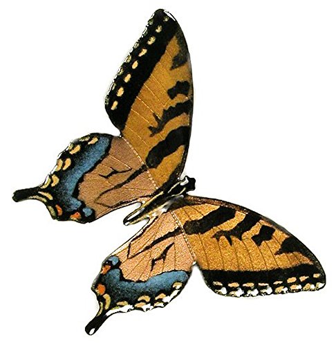 Bovano - Wall Sculpture - Butterfly Tiger Swallowtail w/ Open Wings