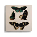DEMDACO Large Butterfly Shadow Box
