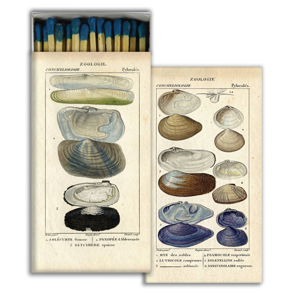 HomArt - Match Box Set of 2 - Seashell Specimens