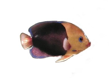 Bovano - Wall Sculpture - Single Rock Beauty - Purple Fish