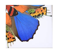 Eydelia - Butterfly Wing Wall Art - Marigold - Orange & Blue