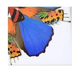 Eydelia - Butterfly Wing Wall Art - Marigold - Orange & Blue