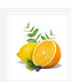 Cucina Sanguinelli Orange and Fennel 16.9 oz Concentrated Dish Detergent