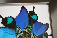 Eydelia - Butterfly Wing Wall Art - Star - Blue & Green