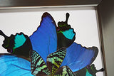 Eydelia - Butterfly Wing Wall Art - Star - Blue & Green