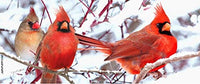 Jim Rathert - 15 oz. Mug - Cardinals in Snow