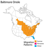 Wild Republic - Baltimore Oriole - 5"