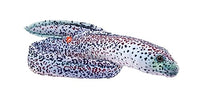 WILD REPUBLIC - Stuffed Plush - 54" Moray EEL - Peppered