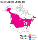 Wild Republic - Audubon II - Black-capped Chickadee - 5"