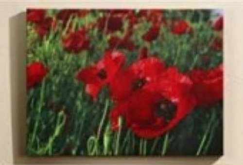 Giftcraft - Canvas Outdoor Art - Poppy