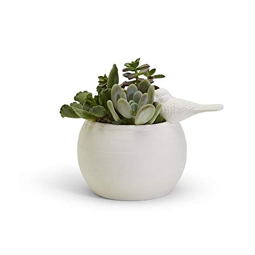 Two's Company - Vase/Cachepot - Sitting Pretty Bird