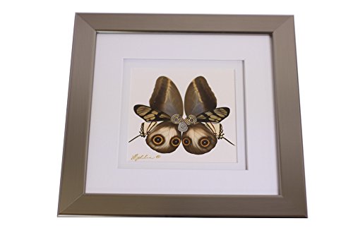 Eydelia - Butterfly Wing Wall Art - Butterfly - Brown