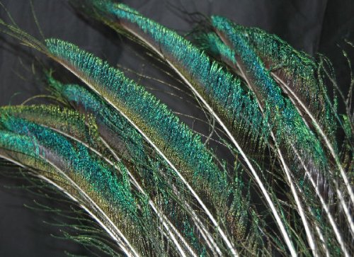 Zucker Feather Products Peacock Feather Swords - Natural